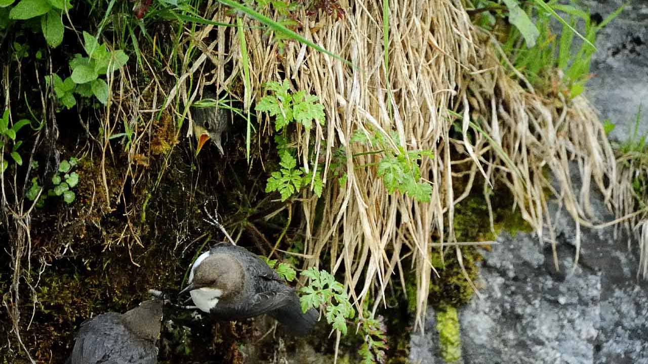 The white-throated dipper of the river in Beaufort