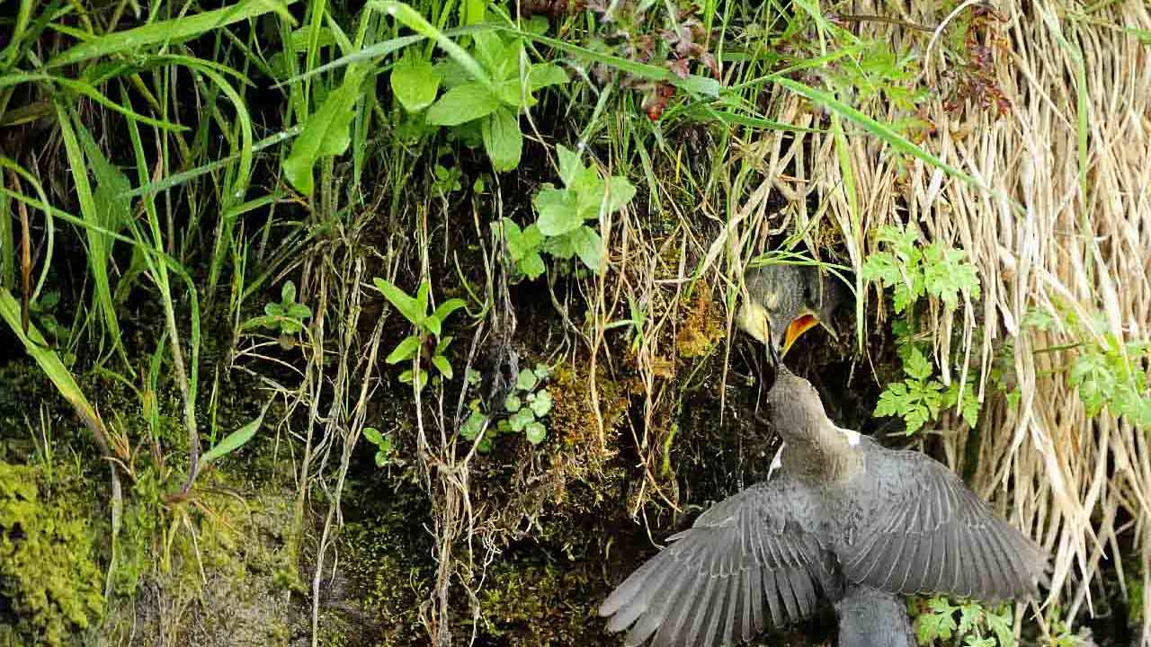 The white-throated dipper of the river in Beaufort