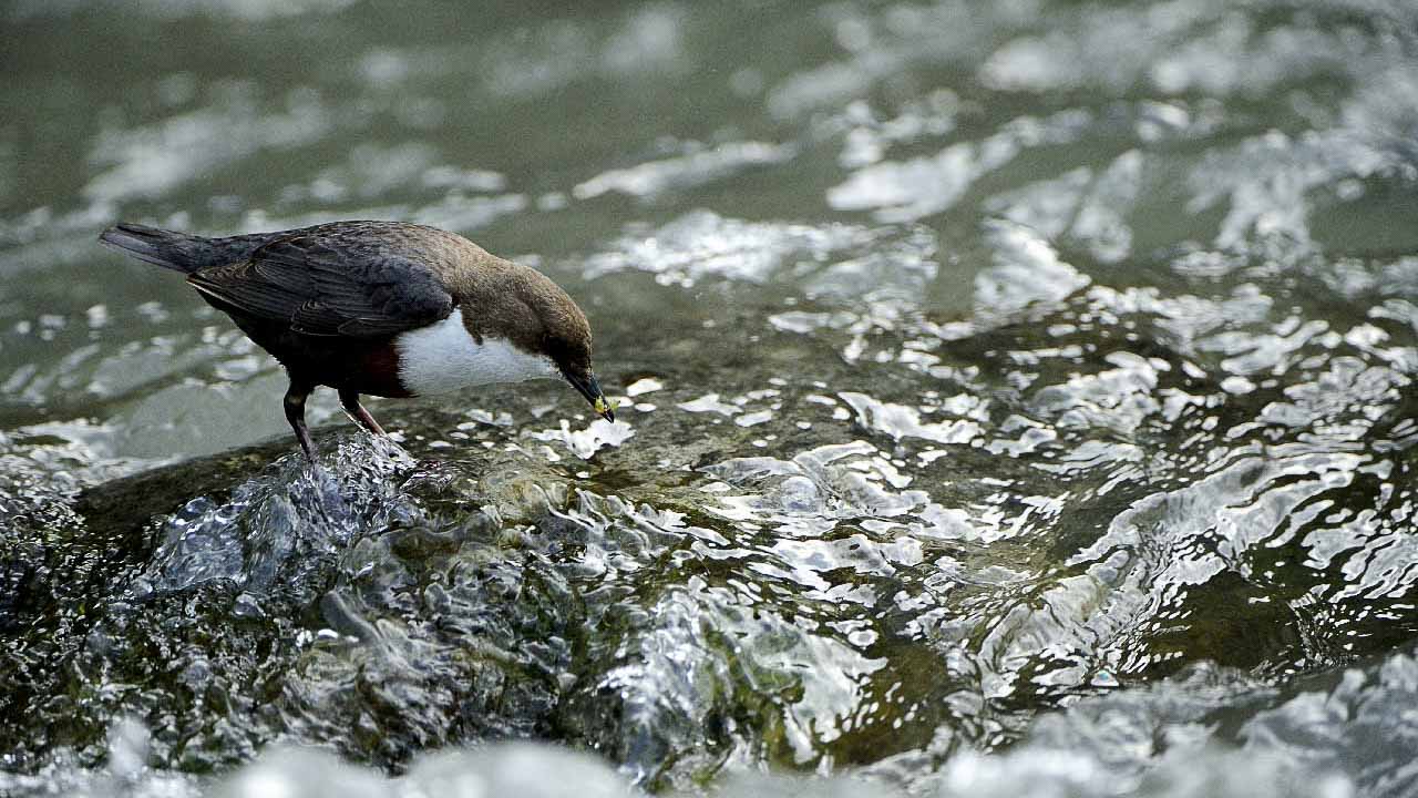 The white-throated dipper of the river in Beaufort