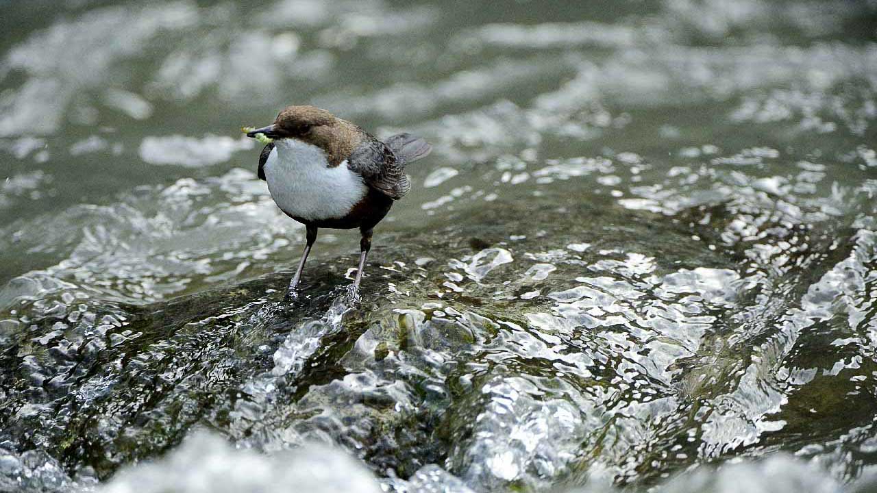 The white-throated dipper of the river in Beaufort