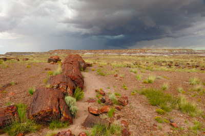 Paysages de la forêt pétrifiée dans l'état de l'Arizona. Photographies par Amar Guillen.