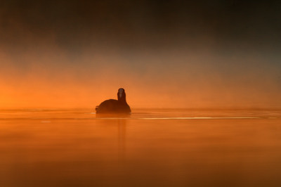 Atmospheres and birds of the ponds of La Dombes. Ain department in France. Photographs by Amar Guillen.