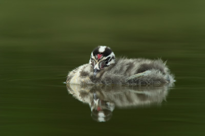 Atmospheres and birds of the ponds of La Dombes. Ain department in France. Photographs by Amar Guillen.