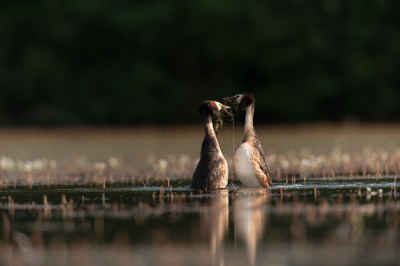 Ambiances et oiseaux sur les étanges de la Dombes dans l'Ain. Photographies par Amar Guillen.