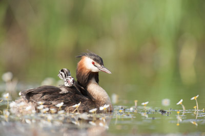 Ambiances et oiseaux sur les étanges de la Dombes dans l'Ain. Photographies par Amar Guillen.