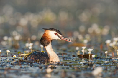 Ambiances et oiseaux sur les étanges de la Dombes dans l'Ain. Photographies par Amar Guillen.