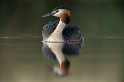 Ambiances et oiseaux sur les étanges de la Dombes dans l'Ain. Photographies par Amar Guillen.