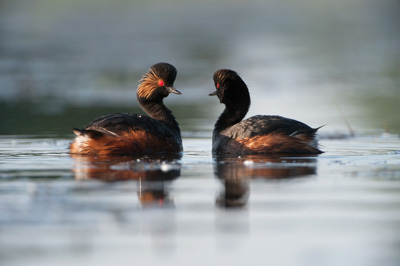 Ambiances et oiseaux sur les étanges de la Dombes dans l'Ain. Photographies par Amar Guillen.
