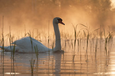 Ambiances et oiseaux sur les étanges de la Dombes dans l'Ain. Photographies par Amar Guillen.
