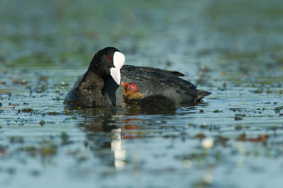 Ambiances et oiseaux sur les étanges de la Dombes dans l'Ain. Photographies par Amar Guillen.