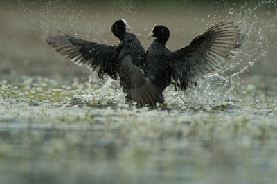 Ambiances et oiseaux sur les étanges de la Dombes dans l'Ain. Photographies par Amar Guillen.