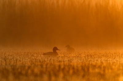 Ambiances et oiseaux sur les étanges de la Dombes dans l'Ain. Photographies par Amar Guillen.