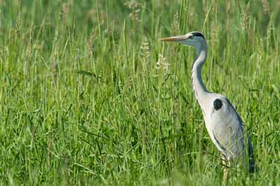 Ambiances et oiseaux sur les étanges de la Dombes dans l'Ain. Photographies par Amar Guillen.