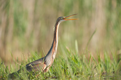 Ambiances et oiseaux sur les étanges de la Dombes dans l'Ain. Photographies par Amar Guillen.