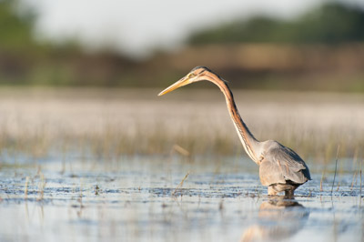 Ambiances et oiseaux sur les étanges de la Dombes dans l'Ain. Photographies par Amar Guillen.