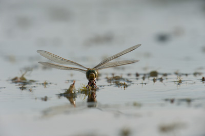 Ambiances et oiseaux sur les étanges de la Dombes dans l'Ain. Photographies par Amar Guillen.