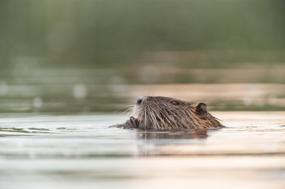 Ambiances et oiseaux sur les étanges de la Dombes dans l'Ain. Photographies par Amar Guillen.