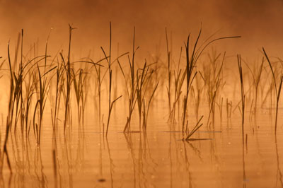 Ambiances et oiseaux sur les étanges de la Dombes dans l'Ain. Photographies par Amar Guillen.