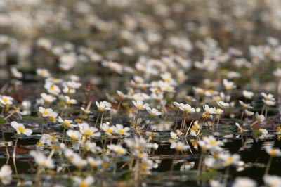 Ambiances et oiseaux sur les étanges de la Dombes dans l'Ain. Photographies par Amar Guillen.