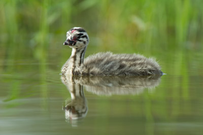 Ambiances et oiseaux sur les étanges de la Dombes dans l'Ain. Photographies par Amar Guillen.