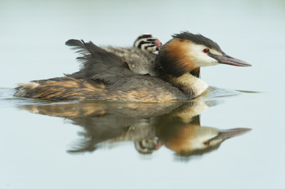 Ambiances et oiseaux sur les étanges de la Dombes dans l'Ain. Photographies par Amar Guillen.