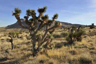 Red Rock Canyon in the state of Nevada, United States. Photographs by Amar Guillen.