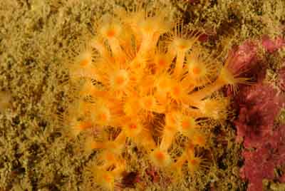 Les fonds marins de Ploumanach en Bretagne. Photographies par Amar Guillen.
