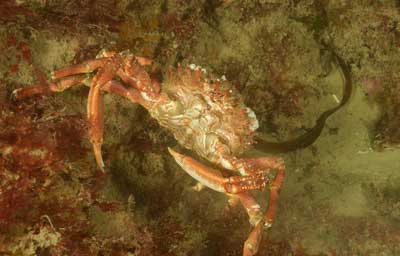 Les fonds marins de Ploumanach en Bretagne. Photographies par Amar Guillen.