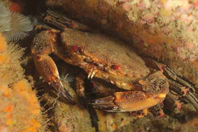 Les fonds marins de Ploumanach en Bretagne. Photographies par Amar Guillen.