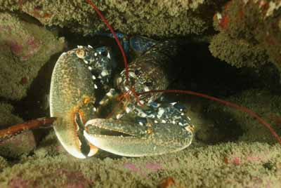 Les fonds marins de Ploumanach en Bretagne. Photographies par Amar Guillen.