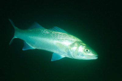 Les fonds marins de Ploumanach en Bretagne. Photographies par Amar Guillen.