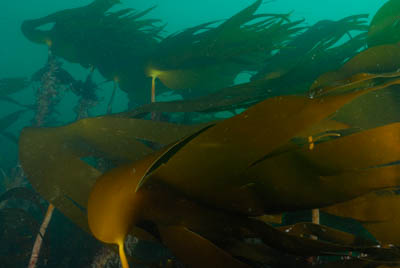 Les fonds marins de Ploumanach en Bretagne. Photographies par Amar Guillen.