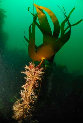 Les fonds marins de Ploumanach en Bretagne. Photographies par Amar Guillen.