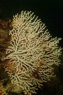 Underwater sceneries of Ploumanach in Brittany, France. Photographs by Amar Guillen.