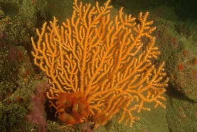 Underwater sceneries of Ploumanach in Brittany, France. Photographs by Amar Guillen.