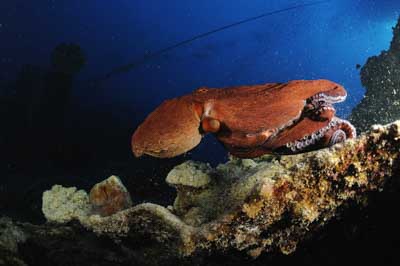 The wreck of Thistlegorm in the Red Sea. Photographs by Amar Guillen.
