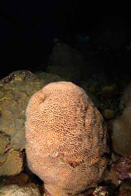 The coral spawning in the Gulf of Mexico in United States. Photographs by Amar Guillen.