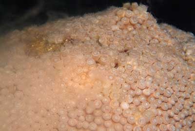 The coral spawning in the Gulf of Mexico in United States. Photographs by Amar Guillen.