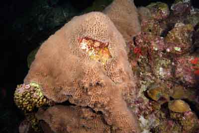 The coral spawning in the Gulf of Mexico in United States. Photographs by Amar Guillen.