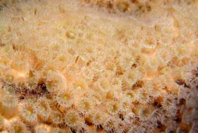 The coral spawning in the Gulf of Mexico in United States. Photographs by Amar Guillen.