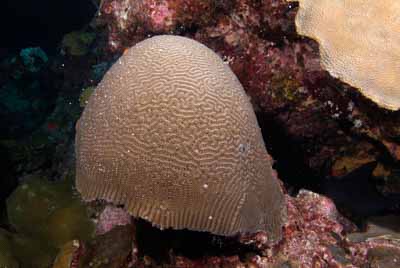 The coral spawning in the Gulf of Mexico in United States. Photographs by Amar Guillen.