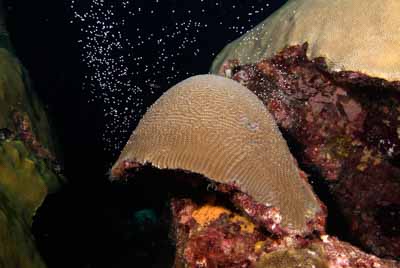 The coral spawning in the Gulf of Mexico in United States. Photographs by Amar Guillen.
