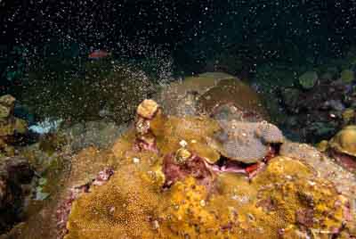 The coral spawning in the Gulf of Mexico in United States. Photographs by Amar Guillen.