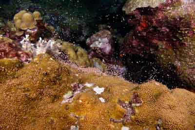 The coral spawning in the Gulf of Mexico in United States. Photographs by Amar Guillen.