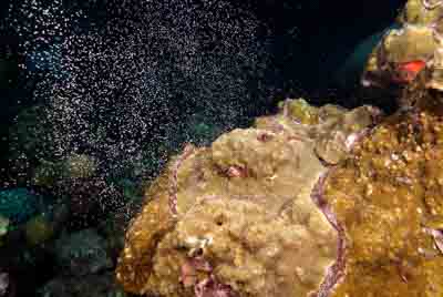 The coral spawning in the Gulf of Mexico in United States. Photographs by Amar Guillen.