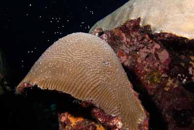 The coral spawning in the Gulf of Mexico in United States. Photographs by Amar Guillen.