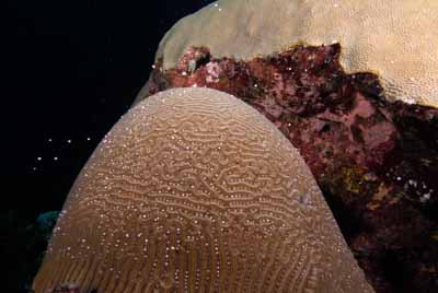 The coral spawning in the Gulf of Mexico in United States. Photographs by Amar Guillen.