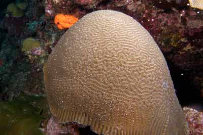 The coral spawning in the Gulf of Mexico in United States. Photographs by Amar Guillen.