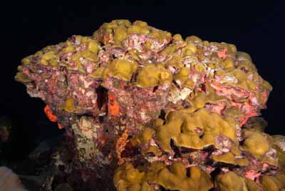The coral spawning in the Gulf of Mexico in United States. Photographs by Amar Guillen.