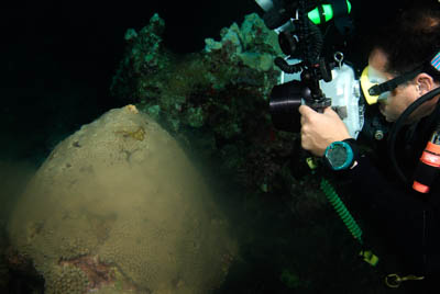 The coral spawning in the Gulf of Mexico in United States. Photographs by Amar Guillen.